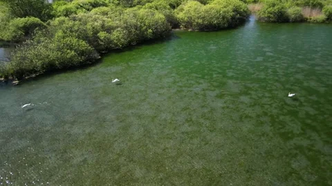 Tranquil Algae-Covered Lake with White Swans Among Lush Shoreline Vegetation Stock Footage 314731315
