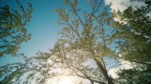 A Tranquil and Serene Tree Canopy Stretching Under a Clear Blue Sky with Stock Footage 314580923