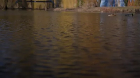 The tranquil and serene water reflection in nature creates an aesthetic Stock Footage 305281737