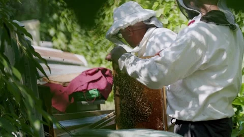 Tranquil apiary beekeepers uniform skillfully collect honey from combs timeless Stock Footage 274849654