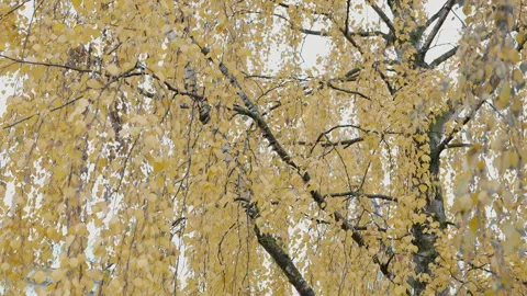 Tranquil Autumn Birch Tree with Golden Leaves Stock Footage 263365004