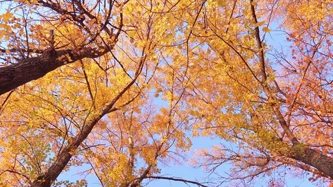 Tranquil Autumn Forest with Multicolored Foliage. 4K Ultra HD Stock Footage 81701067