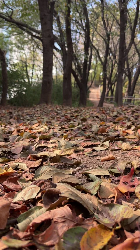 Tranquil Autumn Forest Path Covered In Fallen Leaves, vertical portrait Video stock 347657042