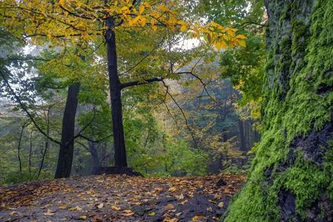 Tranquil autumn forest Stock Photos