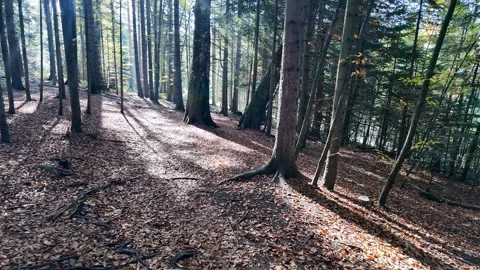 Tranquil Autumn Forest Serenity Stock Footage 288832354