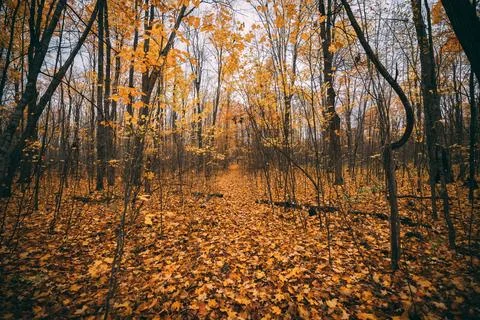 Tranquil Autumn Forest with Sunlight Shining Through Trees Foto stock