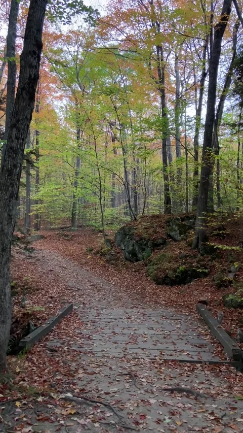 Tranquil autumn forest with a walking path Stock Footage 320005042