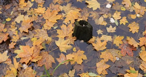 Tranquil autumn lake with floating leaf and colorful trees. 库存影片 289737128