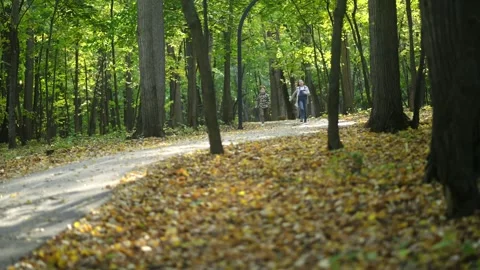 A Tranquil Autumn Pathway Fully Surrounded by Beautiful Lush Greenery Awaiting Stock Footage 295229574