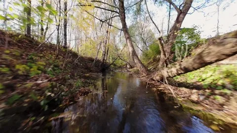 Tranquil Autumn Stream Flowing Through Forest in Quebec Stock Footage 319453985