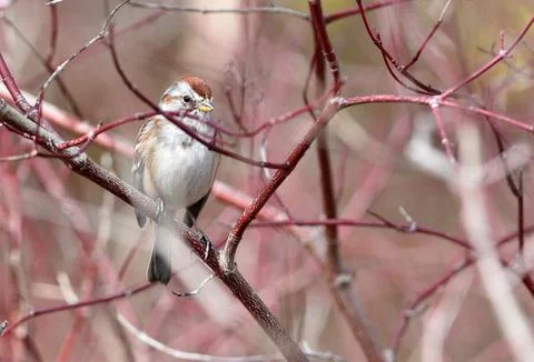 Tranquil Avian Oasis Stock Photos