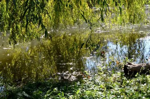 Tranquil Backwater Under Willows Foto stock