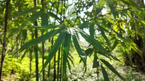 Tranquil bamboo forest, Earth Day vibes Stock Footage 277487425