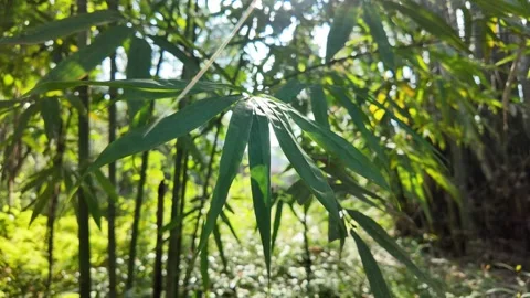 Tranquil Bamboo Forest, Ideal Holiday Escape Stock Footage 277487434