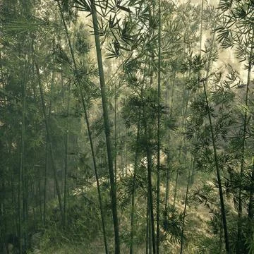 Tranquil bamboo forest with soft sunlight filtering through lush leaves Photos
