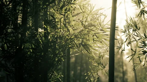 Tranquil bamboo forest with sunlight piercing through mist and leaves Stock Footage 339800716