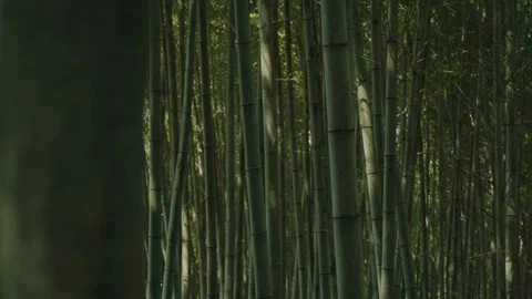 Tranquil bamboo forest tracking shot. Stock Footage 129790116