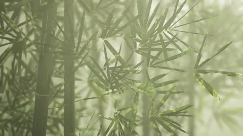 Tranquil bamboo grove illuminated by soft morning light and dew Stock-Footage 342423676