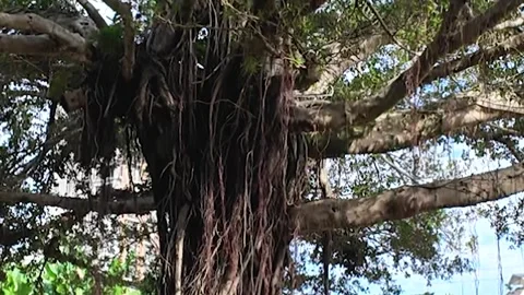 Tranquil Banyan Tree Scene with Okinawan Houses and Modern Buildings Stock Footage 299962086