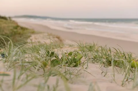 Tranquil beach scene featuring green foliage growing in the sand near the ocean, Stock Photos