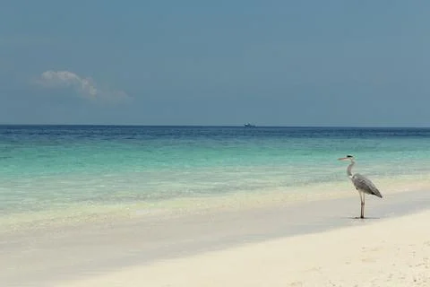A tranquil beach scene featuring a heron standing gracefully by the shoreline Stock Photos