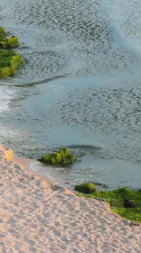 Tranquil beach scene with gentle waves and soft green seaweed Stock Footage 305909740
