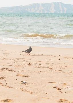 Tranquil Beach Scene Stock Photos