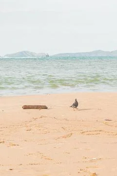Tranquil Beach Scene Stock Photos