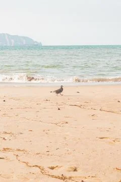 Tranquil Beach Scene Foto stock