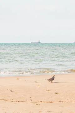 Tranquil Beach Scene Stock Photos
