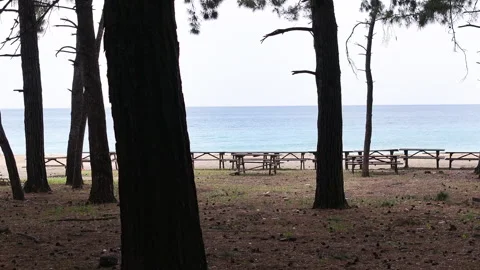 A tranquil beach scene with picnic tables under trees Stock Footage 312453044