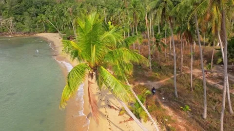 Tranquil beachside forest meets ocean horizon, Thailand Stock Footage 310265258