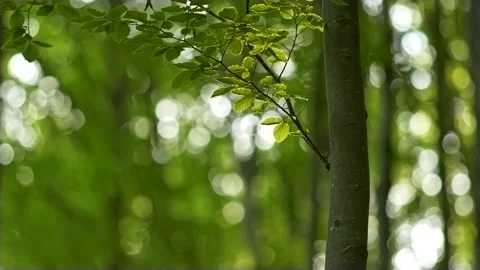 Tranquil beech tree. Its leaves slightly waving in wind. Beautiful green floral Stock-Footage 132124702