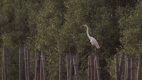 Tranquil bird perches on bamboo stump Stock Footage 77149703