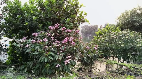 Tranquil Blooming Trees by Lakeside Gently Swaying in Wind  4K Nature Footag Stock Footage 309550159