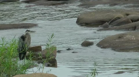 Tranquil blue heron in river setting Stock Footage 11060025