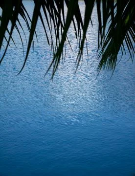 Tranquil blue rippled water surface texture with overhanging green palm fro.. Foto stock
