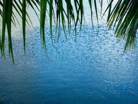 Tranquil blue rippled water surface texture with overhanging green palm fro.. Photos