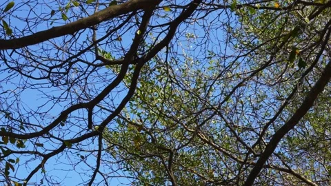 Tranquil Blue Sky Peeking through Autumn Tree Branches Video stock 264958921