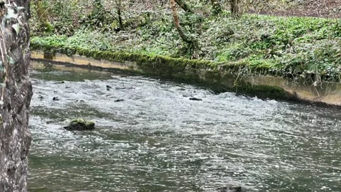Tranquil Brook in Early Spring in Bristol Stock Footage 151353955