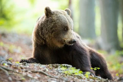 Tranquil brown bear lying down and looking behind on spring forest Stock Photos