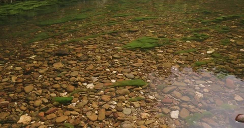 Tranquil bush river scene, still clear water, stony river bed and green algae Stock-Footage 99369712