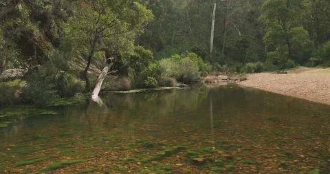 Tranquil bush river scene, still clear water, stony river bed, green forest Stock-Footage 99369836