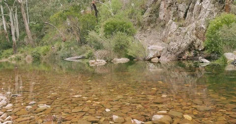 Tranquil bush river scene, still clear water, stony river bed, green forest Stock-Footage 99420751