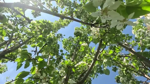 A Tranquil Canopy of Blooming Trees Under a Bright Sky: Nature's Serenity Stock Footage 336228237