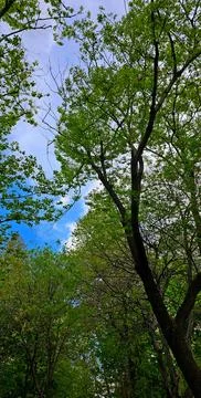 Tranquil Canopy: Detailed Trees Against Blue Sky Foto stock