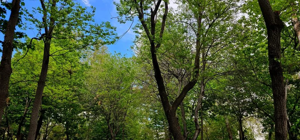 Tranquil Canopy: Detailed Trees Against Blue Sky Foto stock