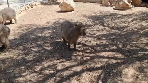 Tranquil Capybara in Sunlit Habitat Stock Footage 318510992