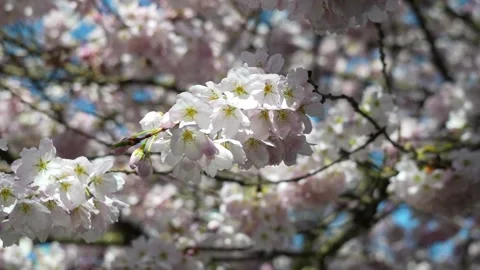 Tranquil Cherry Blossoms Close-up on a Sunny Spring Day Stock Footage 270185936