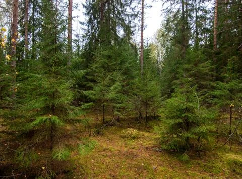 Tranquil Clearing Surrounded by Towering Lush Green Trees in a Dense Forest Stock Photos